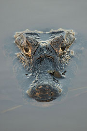 Picture 'Br1_0_00842 Caiman crocodilus, Pantanal Caiman, Brazil'